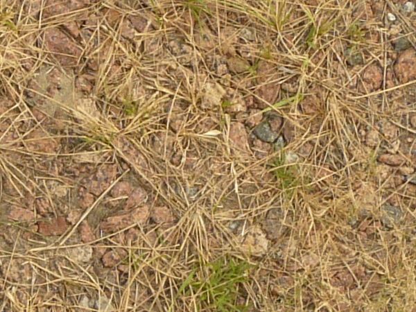 Thin green grass on stones texture, with dried brown patches, and small reddish brown rocks visible on the ground.